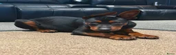 Chinese Red Dog dogs for sale: ( 1 GIRL LEFT  ) Chinese red dog  ( READY TO GO ) - Advert 5