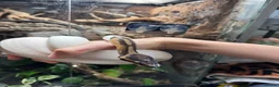 Python Snake reptiles for sale: Pied ball python  - Advert 9
