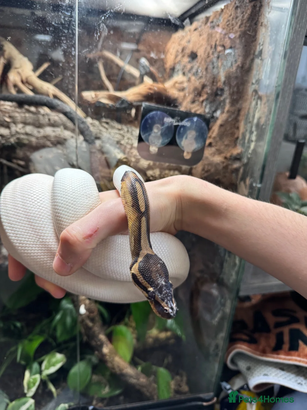 Python Snake reptiles for sale: Pied ball python  - Advert 9