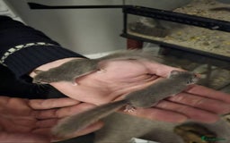 Mouse rodents for sale: African pygmy dormice - Image 4