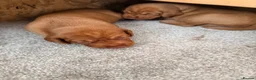 Hungarian Vizsla dogs for sale: Short haired Hungarian Viszla - Advert 10