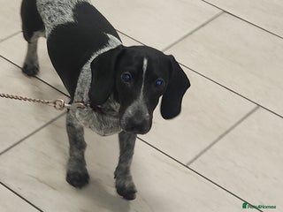 Dachshund dogs Last piebold black and white Dachshund Puppy - Advert 17