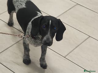 Dachshund dogs Last piebold black and white Dachshund Puppy - Advert 6