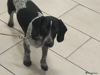 Dachshund dogs Last piebold black and white Dachshund Puppy - Advert 1