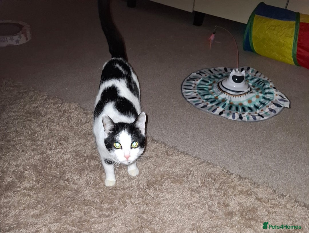 Mixed Breed cats for sale: 16 Month Old Cat - Looking for a Loving Home - Advert 5