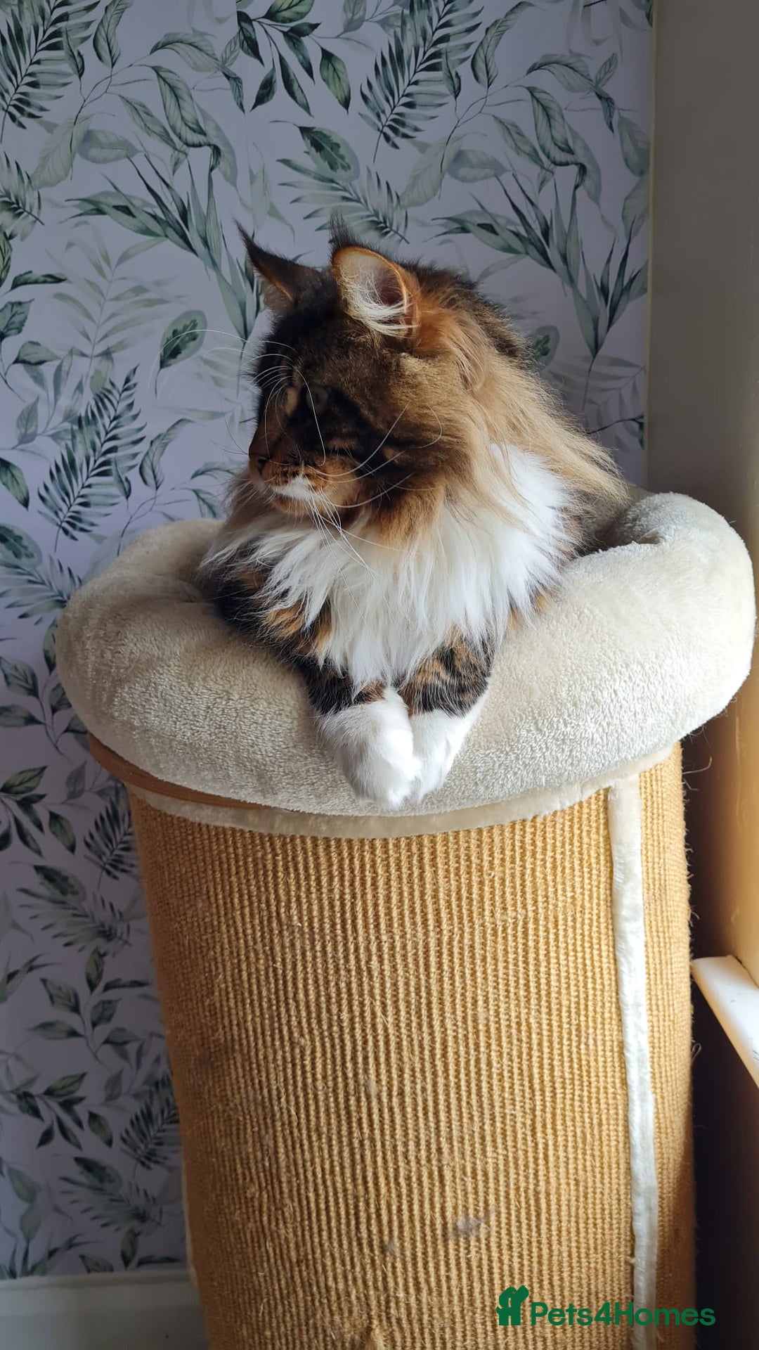 Maine Coon cats for sale: Mainecoon babies - Image 9