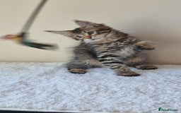 Maine Coon cats for sale: Ready to go now, Maine coon kittens - Image 5