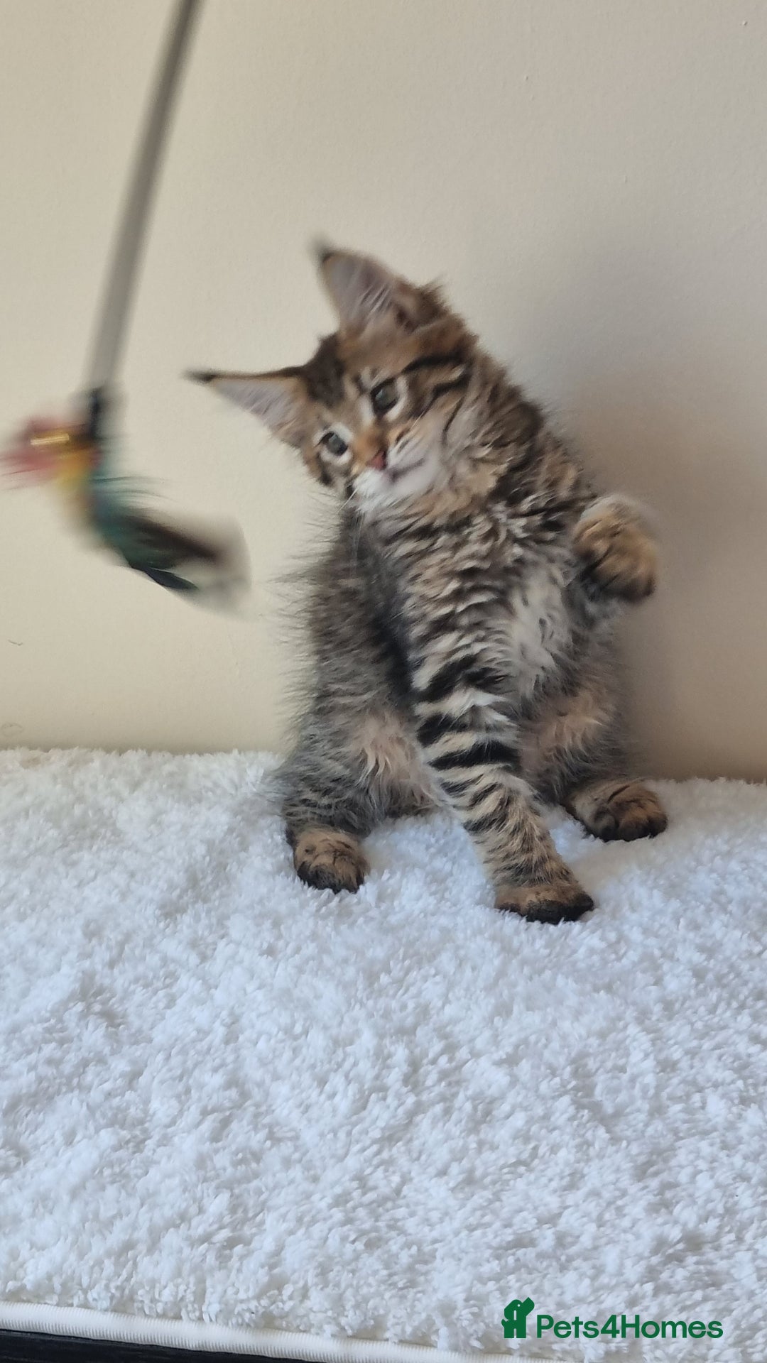 Maine Coon cats for sale: Ready to go now, Maine coon kittens - Image 5
