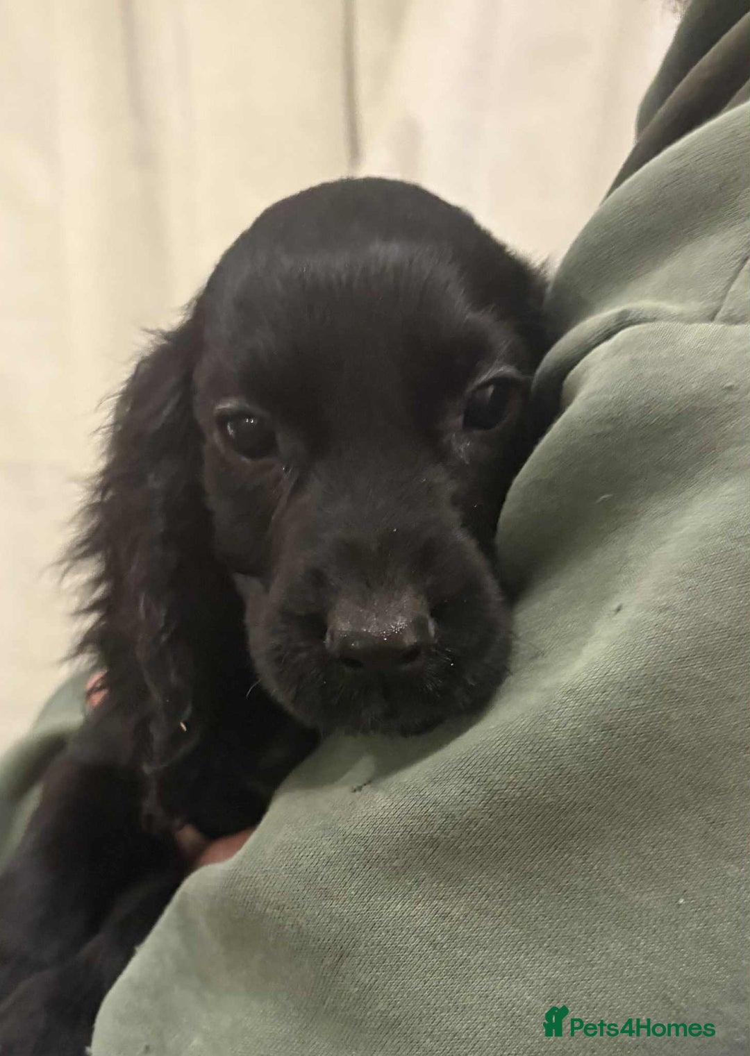 Cocker Spaniel dogs for sale: Beautiful Cocker Spaniel Puppies  - Advert 3