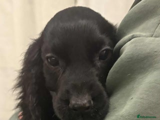 Cocker Spaniel dogs Beautiful Cocker Spaniel Puppies - Advert 17