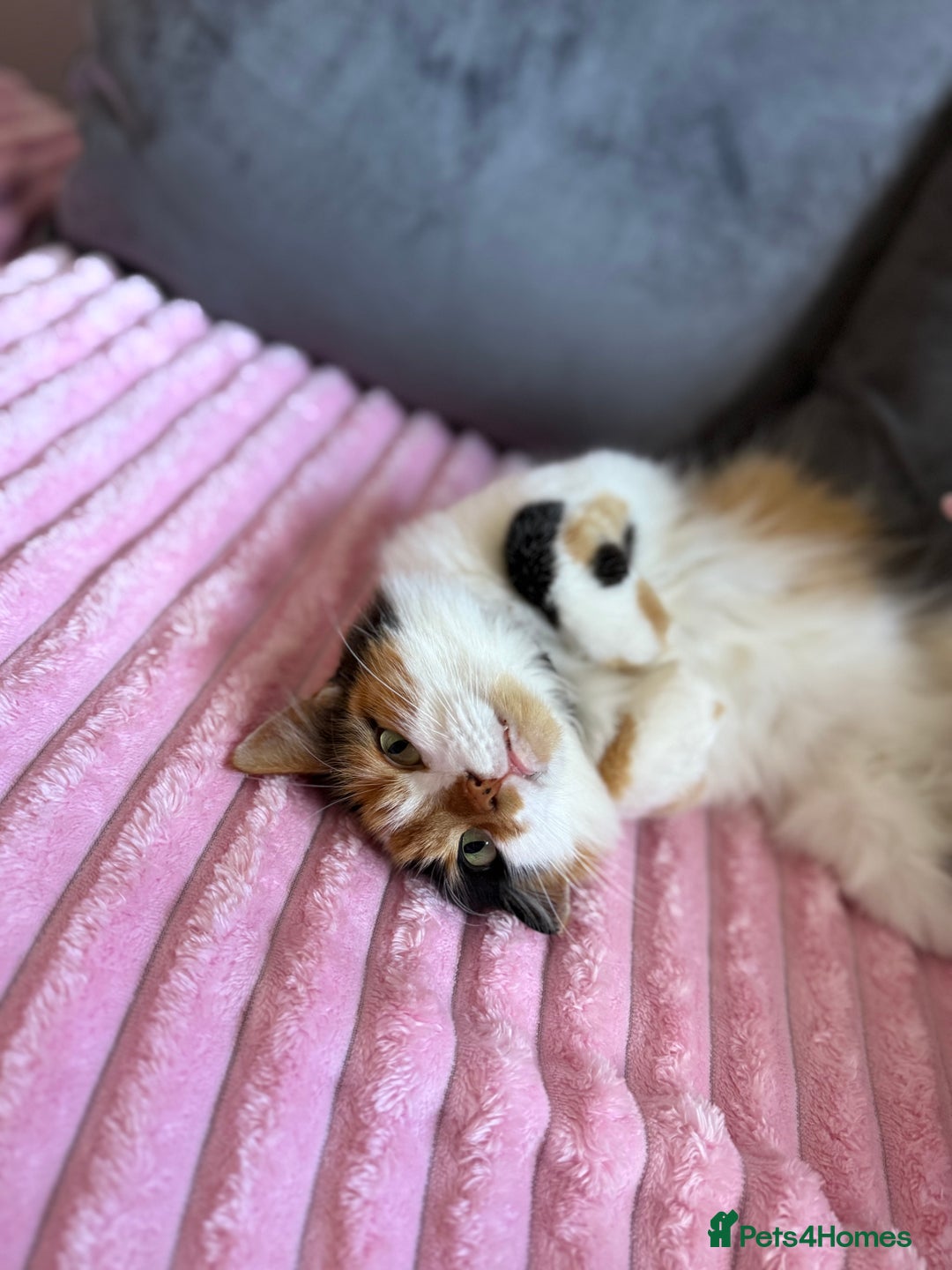 Mixed Breed cats for sale: Domestic long haired female cat  - Advert 2