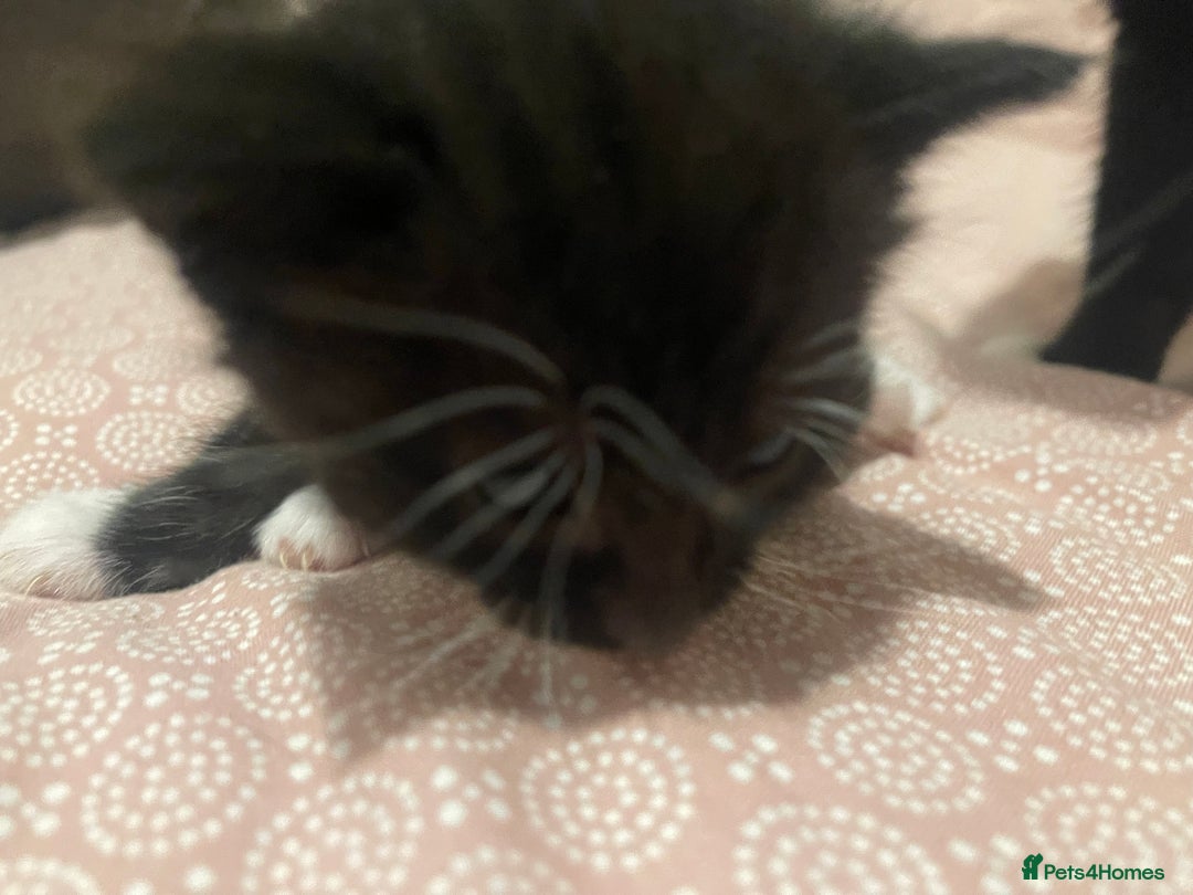 Domestic Shorthair cats for sale: Kittens for sale - Image 6