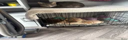 Miniature Dachshund dogs for sale: Daphney in Mexborough - Advert 1