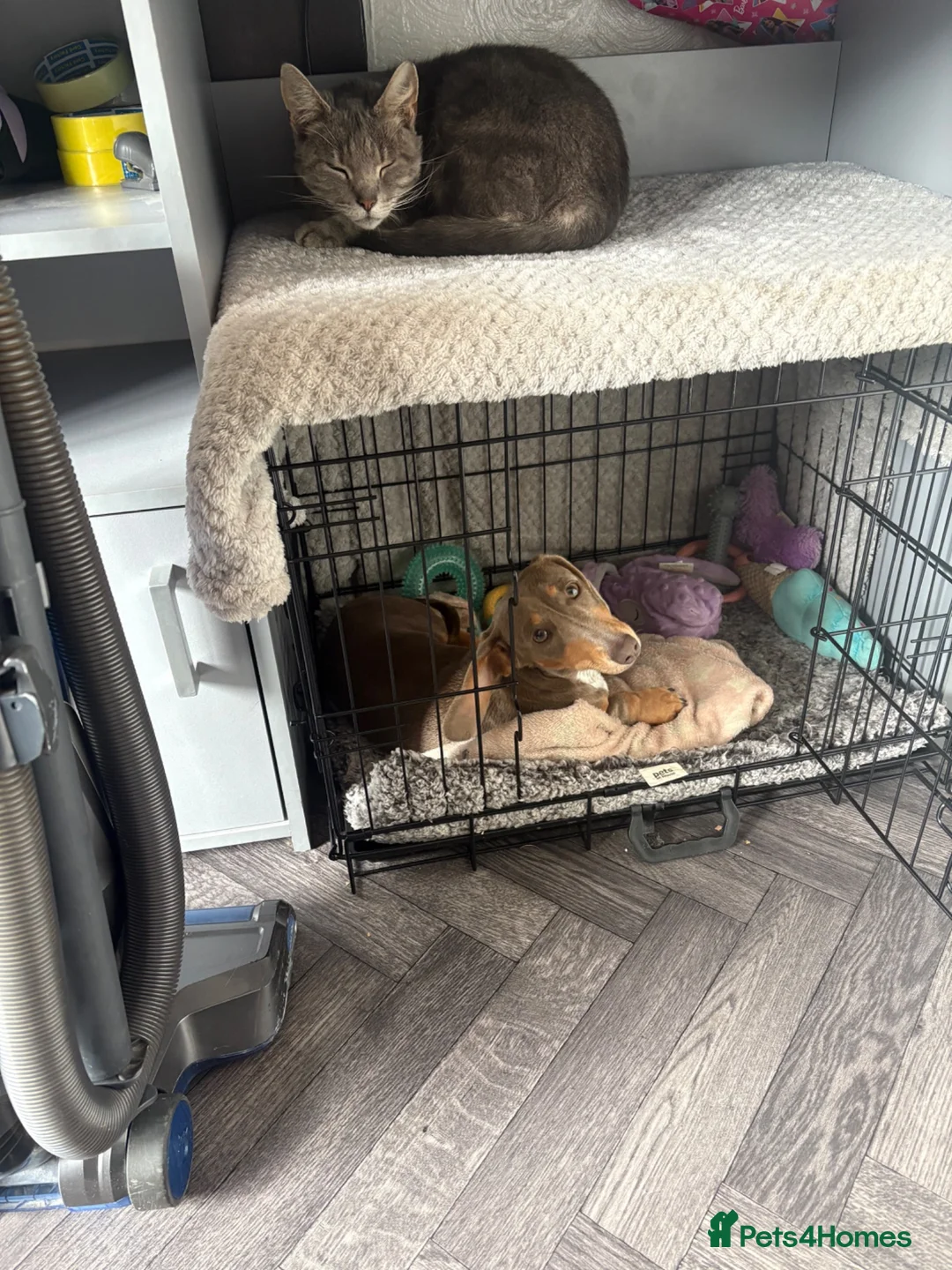 Miniature Dachshund dogs for sale: Daphney in Mexborough - Advert 1