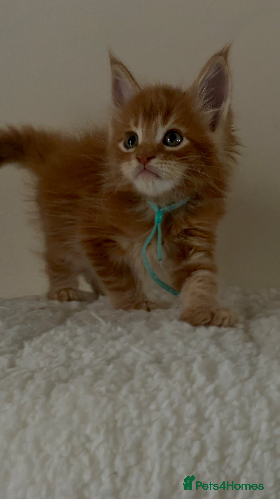 Maine Coon cats for sale: Four Little Hearts Looking for Their Forever Homes - Advert 1