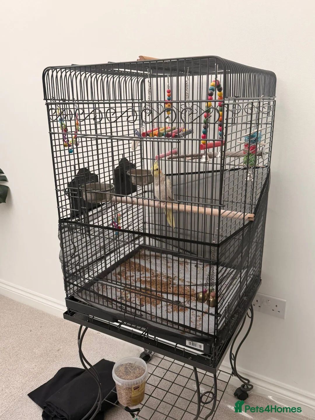 Cockatiels birds for sale: Cockatiel looking for a new home in High Wycombe - Advert 6