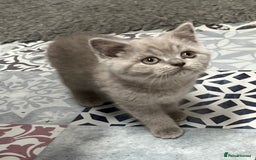 British Shorthair cats for sale: Gorgeous Pure British Shorthaired Kittens  - Image 13
