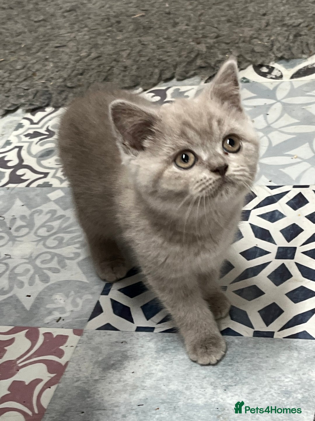 British Shorthair cats for sale: Gorgeous Pure British Shorthaired Kittens  - Image 13