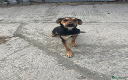 Huntaway dogs for sale: Two lovely young bitches 👀🏡 - Image 5