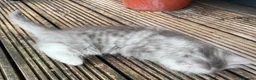 Persian cats for sale: Fluffy Adorable Persian Kittens–Ready to Go Now - Advert 15