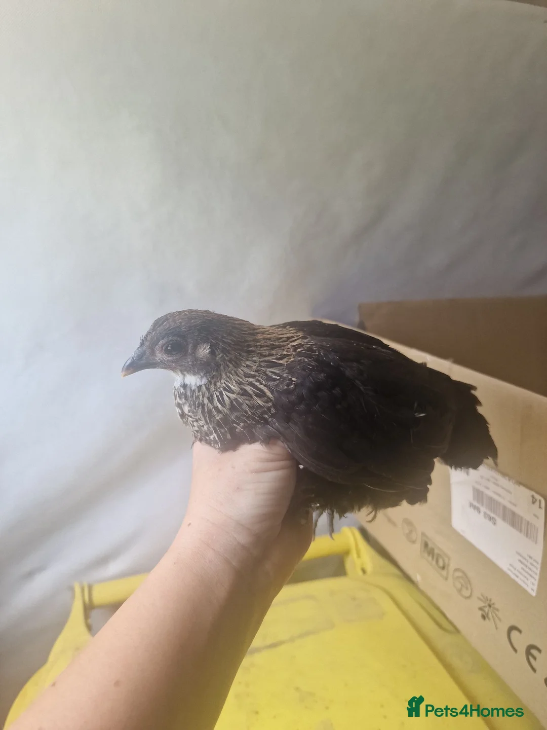 Chickens poultry for sale: Black sablepoots available  in Rotherham - Advert 2