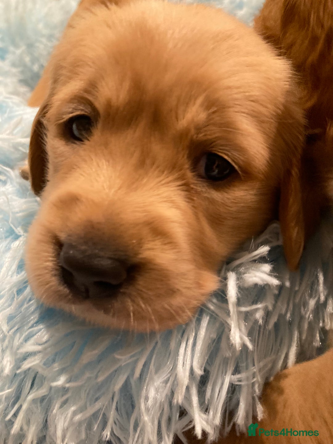 Golden Retriever dogs for sale: KC Registered Golden Retriever Puppies  - Advert 2