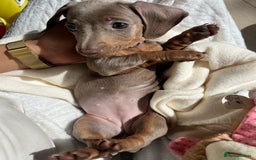 Miniature Dachshund dogs for sale: Miniature Dachshund For Sale - Image 5