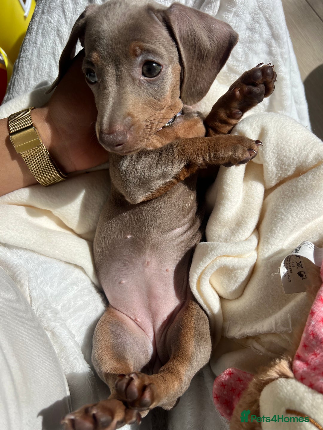Miniature Dachshund dogs for sale: Miniature Dachshund For Sale - Image 5