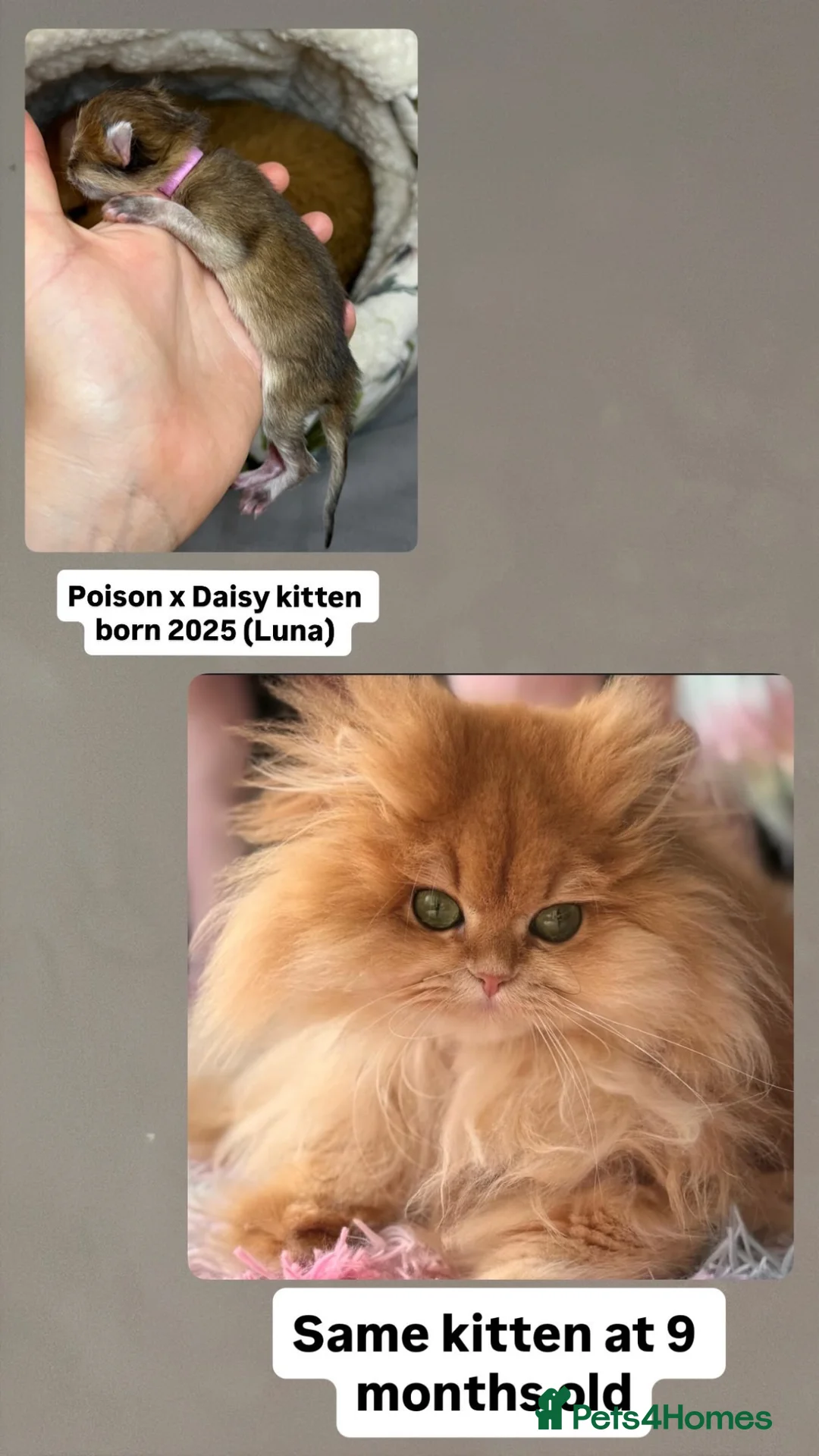 British Longhair cats for sale: VET BRED HEALTH TESTED GCCF KITTENS NOW + WAITLIST - Advert 2