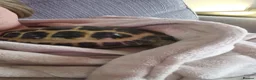Tortoise reptiles for sale: Horsefield tortoise for sale  in Basildon - Advert 4