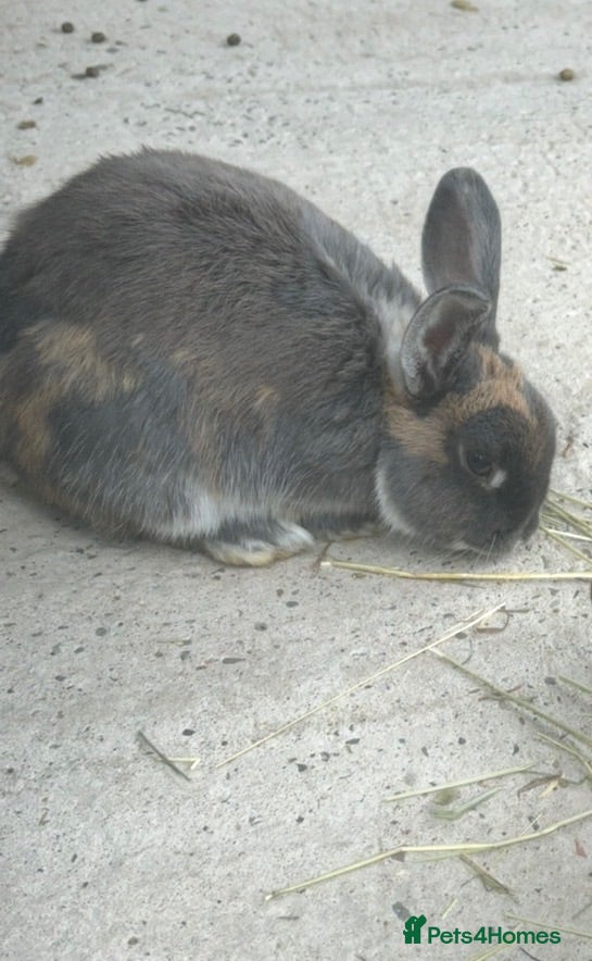 Mixed Breed rabbits Spayed female rabbit - Advert 3