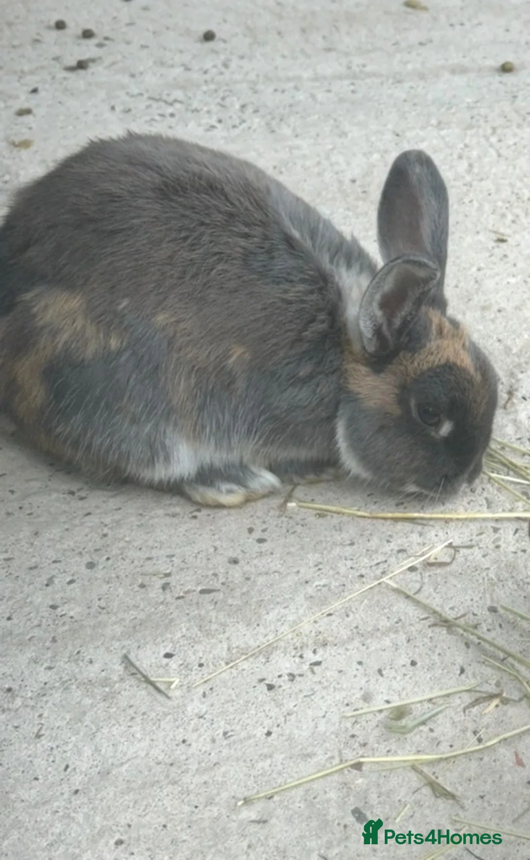 Mixed Breed rabbits for sale: Spayed female rabbit - Advert 1