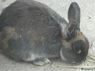 Mixed Breed rabbits Spayed female rabbit - Advert 1