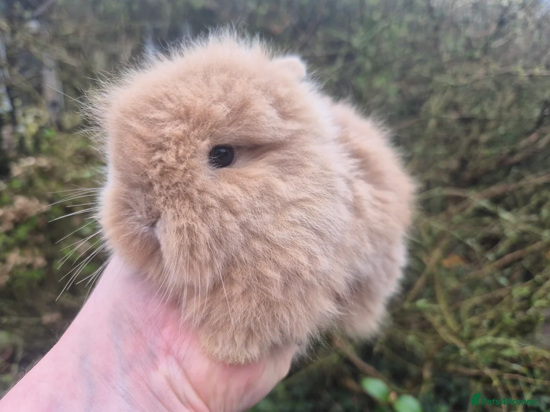 Angora rabbits for sale: 🩷💙Stunning Teddydwerg babies- imported parents🥰 - Advert 2