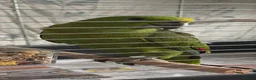 Parrots birds for sale: Baby parrots ready soon  - Advert 2