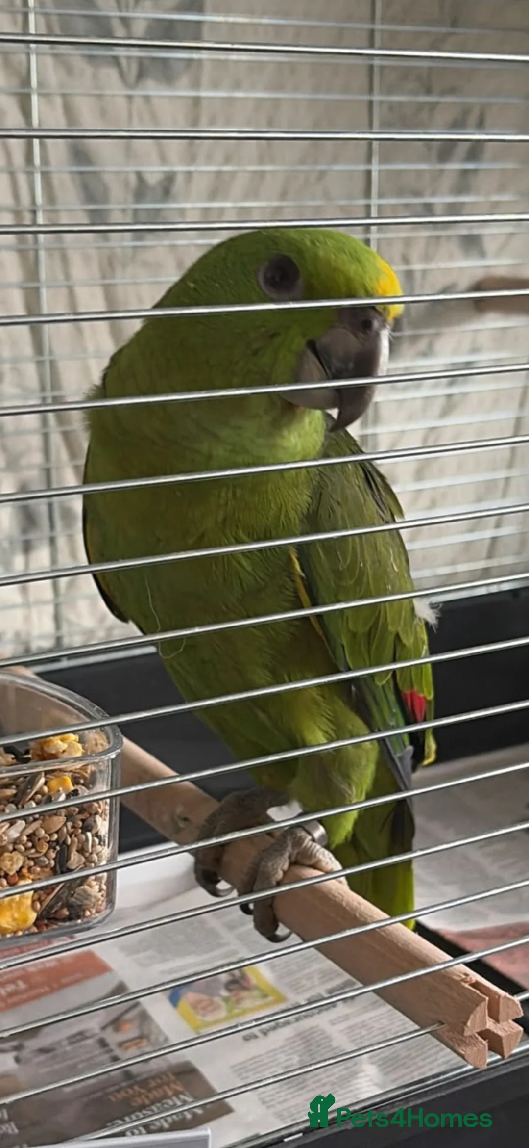 Parrots birds for sale: Baby parrots ready soon  - Advert 2