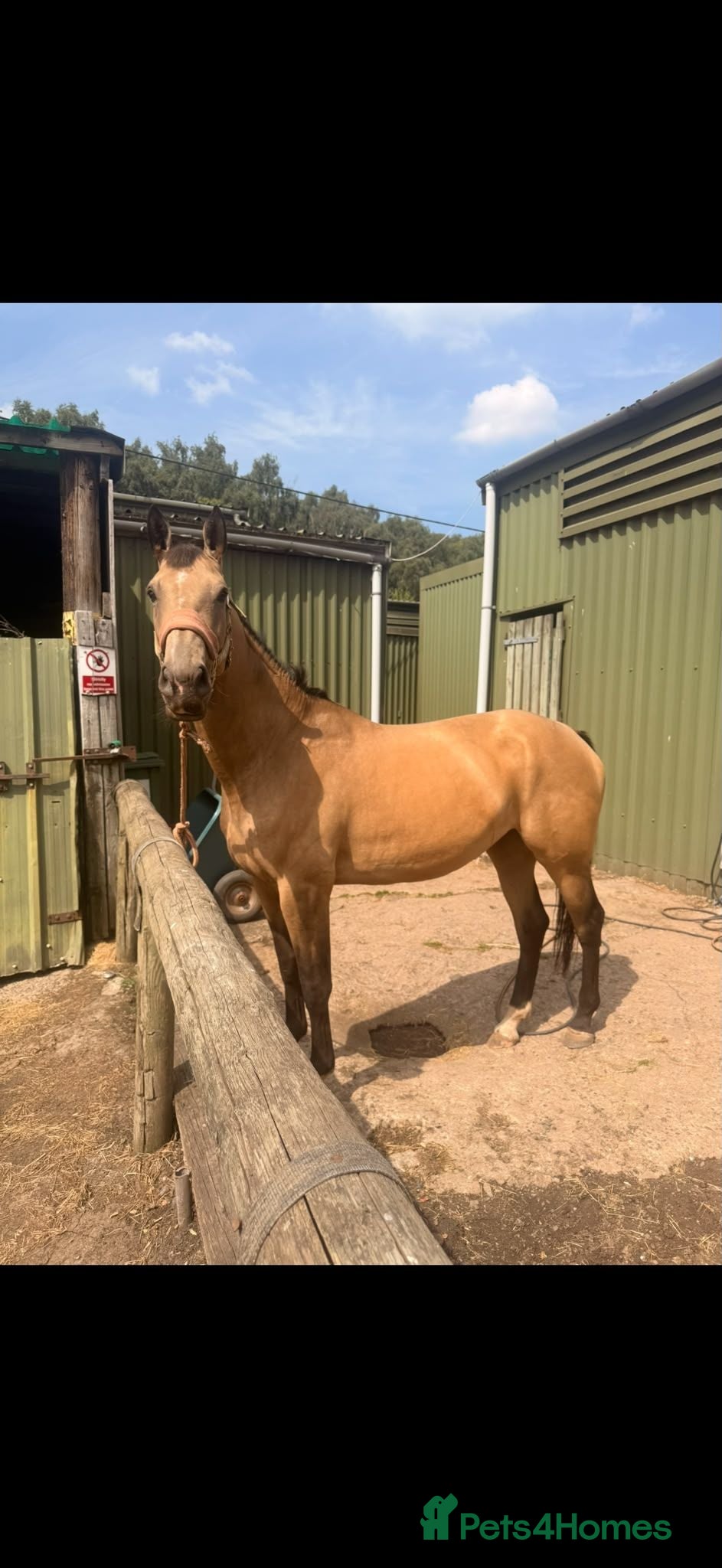 Danish Warmblood horses STUNNING MARE Danish warm.blood x ish - Advert 6