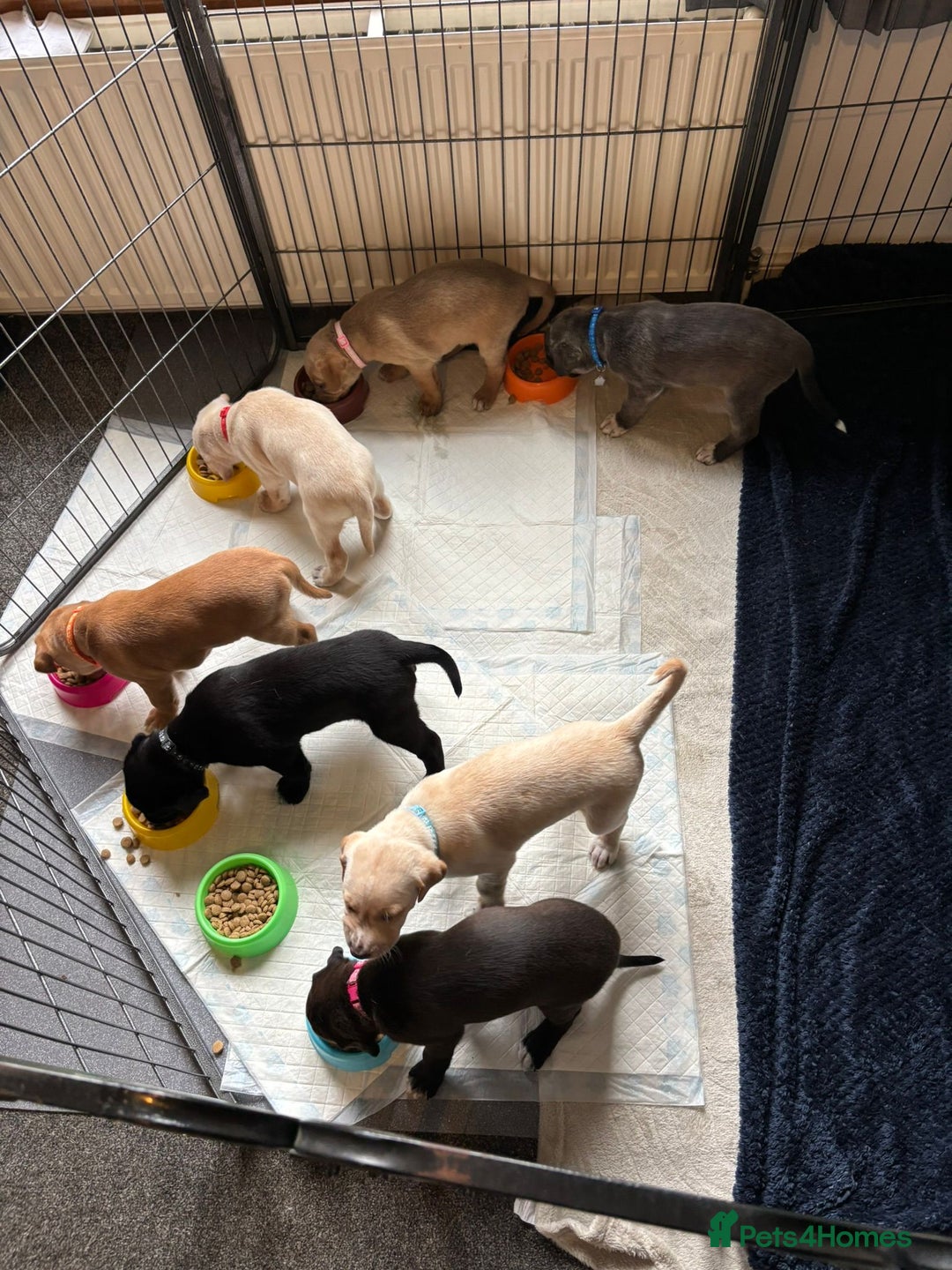 Mixed Breed dogs for sale: Gorgeous pups for sale - Image 13