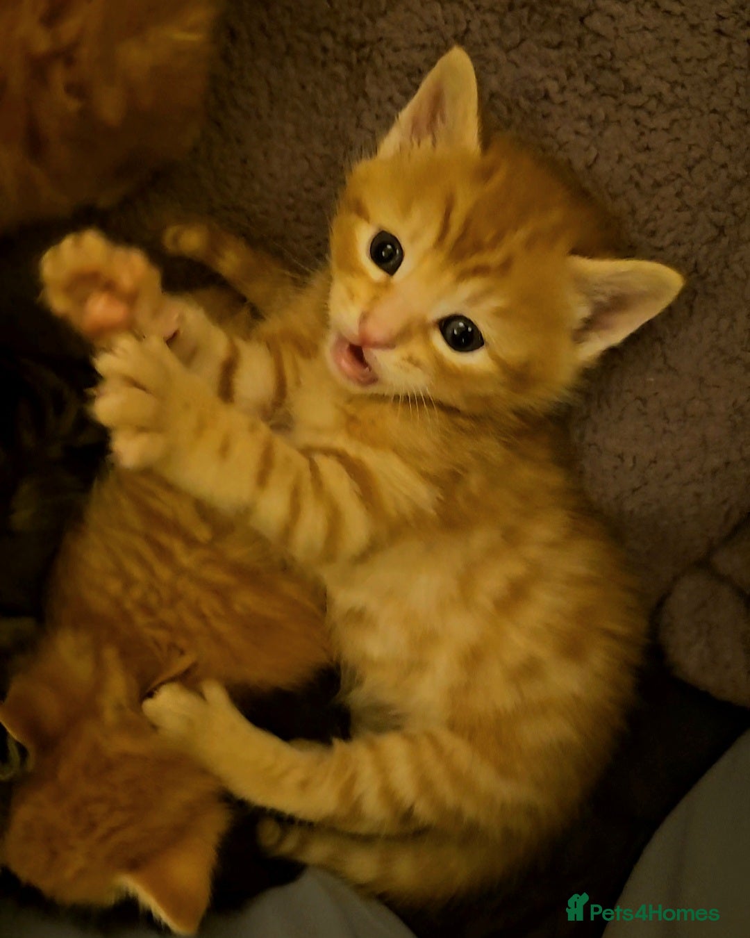 Mixed Breed cats for sale: Elven Bengal Mixes - Advert 32