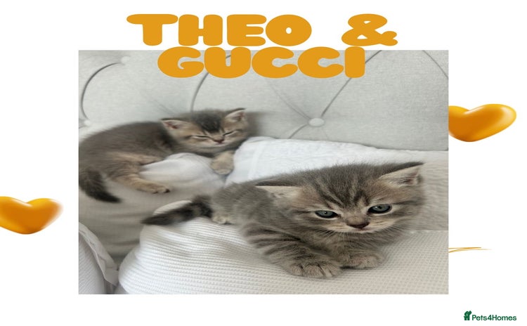 British Shorthair cats - Advert 5