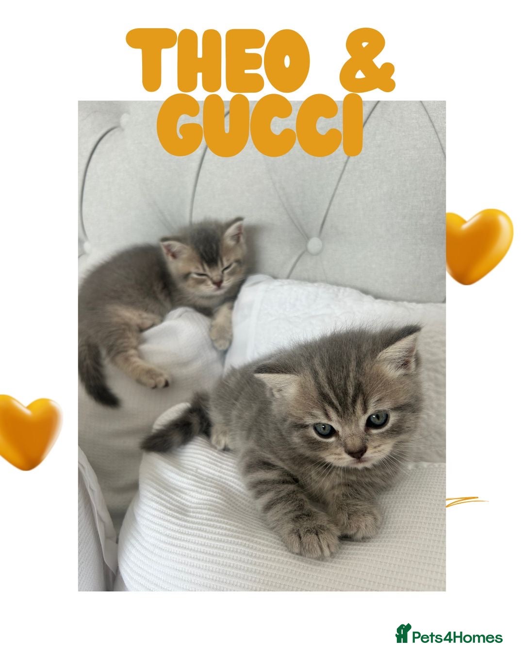 British Shorthair cats for sale: 🐾 Stunning BSH X Scottish Fold Kittens 🐾 - Image 1