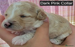 Maltipoo dogs for sale: F1b Maltipoo - Image 12