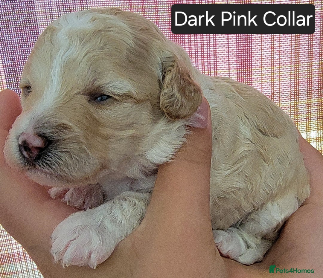 Maltipoo dogs for sale: F1b Maltipoo - Image 12