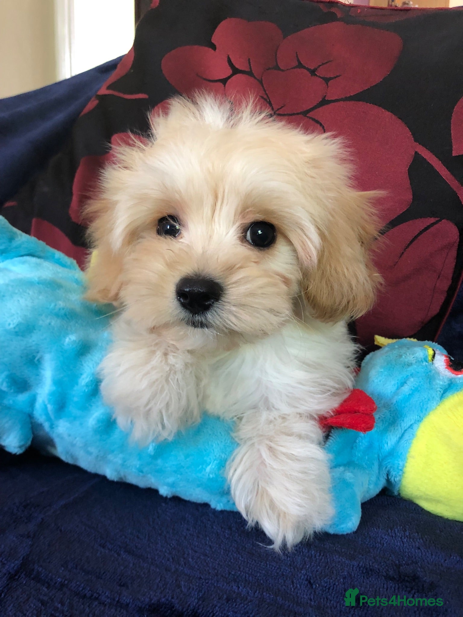 Maltipoo dogs Maltipoo puppies forsale - Advert 2