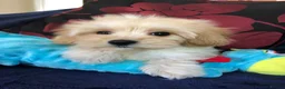 Maltipoo dogs for sale: Maltipoo puppies forsale - Advert 24