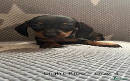 Dachshund dogs for sale:  !!Reduced!!READY TO LEAVE!! miniature dachshunds  - Image 16