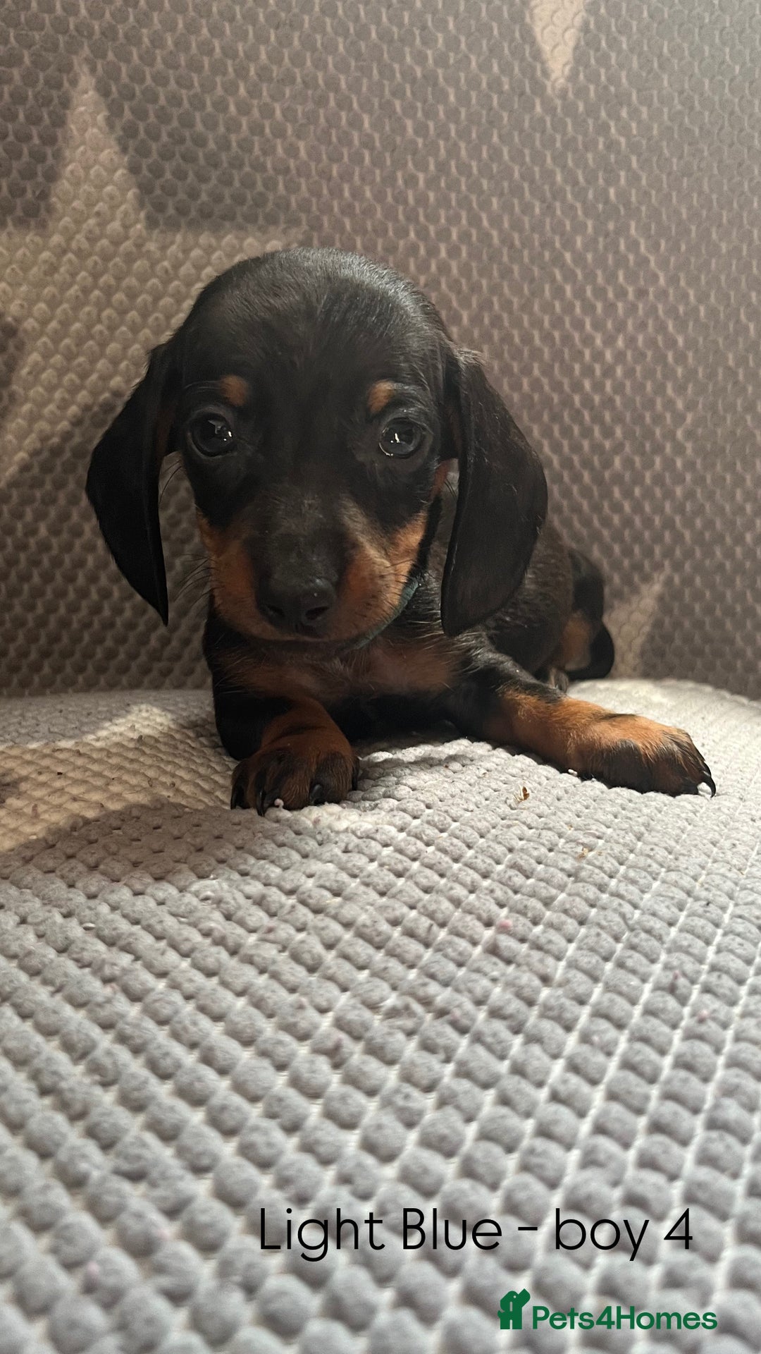 Dachshund dogs for sale:  !!Reduced!!READY TO LEAVE!! miniature dachshunds  - Image 16