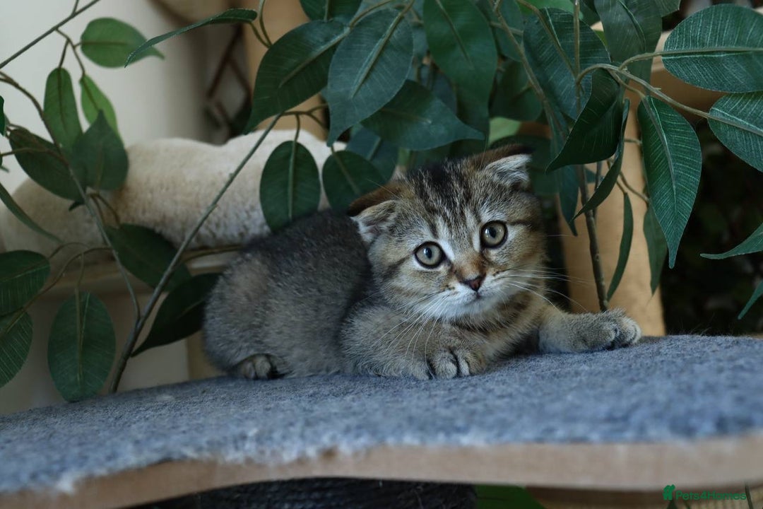 Scottish Fold cats for sale: Ready TICA reg stunning kittens available  - Image 25