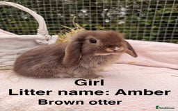 Mini Lop rabbits for sale: Pure mini lops, otters, grey, blue - Image 9