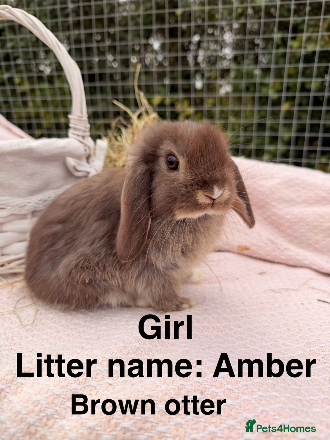 Mini Lop rabbits for sale: Pure mini lops, otters, grey, blue - Image 9